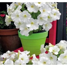 Esranın Dünyası Beyaz Renkli Iri Çiçekli Bodur Petunya Tohumu - 15 Adet