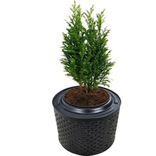 Esranın Dünyası Fırınlanmış Metal Saksı – Büyük Bitki ve Ağaç Için (30-35 cm Çap)