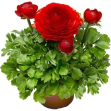 Esranın Dünyası Kırmızı Şakayık Tohumu - Kalıcı ve Katlı Çiçek - 5 Tohum