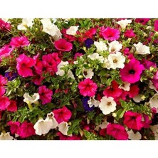 Esranın Dünyası Petunya Tohumu (250 Adet) - Renkli ve Dayanıklı