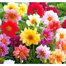 Esranın Dünyası Minyon Yıldız Çiçeği Tohumu (Adet Bilgisi Yok)