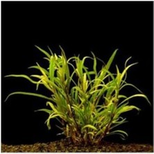 Esranın Dünyası Hygrophila Lacustris Saksı Canlı Bitki