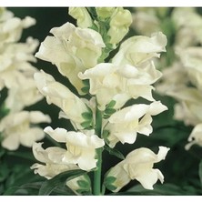 Esranın Dünyası Major Beyaz Aslanağzı F1 Tohumu (30 Tohum)