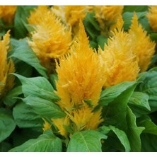 Esranın Dünyası Sarı Tüy Horoz Ibiği F1 Tohumu (75 Tohum)