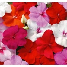 Esranın Dünyası Cam Güzeli Tohumu (Büyük Çok Çiçekli) Karışık Renkli - 10 Tohum