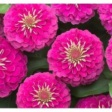 Esranın Dünyası Büyük Geniş Çiçekli Pembe Zinnia Tohum Seti (5 Adet)