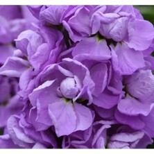 Esranın Dünyası Kokulu Şebboy Tohumu - Lavanta Renkli - 10 Tohum