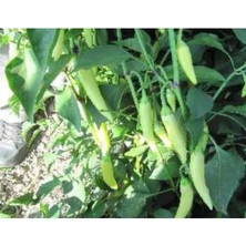 Esranın Dünyası Biber Zarife Tohumu - 10 gr Kaliteli Seçenek