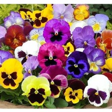 Esranın Dünyası Renkli Hercai Menekşe Tohumu - Canlı Çiçekler Için