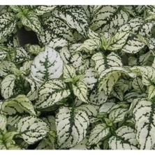 Esranın Dünyası Çilli Hostes Çiçeği Tohumu (Beyaz, 5 Adet)