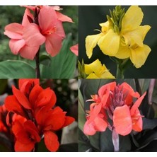 Esranın Dünyası Karışık Canna Tesbih Çiçeği Tohum Seti (5 Adet)