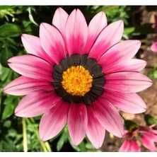 Esranın Dünyası Pembe Gazanya F1 Tohumu - 10 Adet