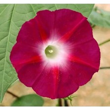 Esranın Dünyası Çoklu Sarmaşık Tohum Seti - 50 Tohum - Kırmızı