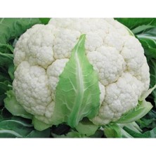 Esranın Dünyası Karnıbahar Mimoza Tohumu - 100 Adet