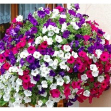 Esranın Dünyası Karışık Sarkan Petunya Çiçeği F1 Tohumu - 5 Tohum