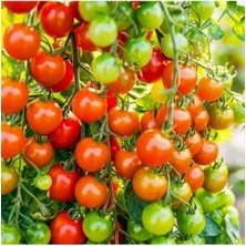 Esranın Dünyası Doğal Cherry Domates Tohumu - Yüksek Verim