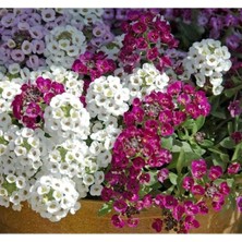 Esranın Dünyası Karışık Renkli Alisyum Tohumu - Geniş Alanlar Için