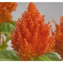 Esranın Dünyası Horoz Ibiği Tohumu - Turuncu Renkli - Tüy Uzun Boylu - 40 Tohum