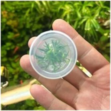 Esranın Dünyası Küçük In Vitro Cup Cryptocoryne Parva Canlı Bitki