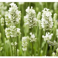 Esranın Dünyası Beyaz Lavanta Tohumu - 15 Tohum