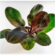 Esranın Dünyası Echinodorus Hadi Red Pearl Saksı Canlı Bitki