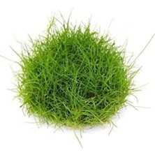 Esranın Dünyası Eleocharis Parvulus In Vitro - Canlı Bitki 200CC