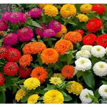 Esranın Dünyası Büyük Geniş Çiçekli Zinnia Tohum Seti - Karışık Renkler (5 Tohum)