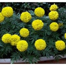 Esranın Dünyası Sarı Bodur Iri Kadife Çiçeği F1 Tohumu - 20 Adet