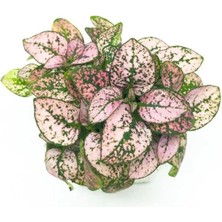 Esranın Dünyası Pembe Çilli Yaprak Çiçeği F1 Tohumu - 30 Tohum