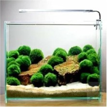 Esranın Dünyası Canlı Marimo Moss Ball Yosun Topu - 2-3cm