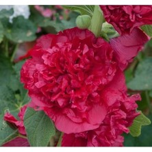 Esranın Dünyası Katmerli Büyük Çiçekli Kırmızı Gülhatmi Tohum Seti (5 Adet)