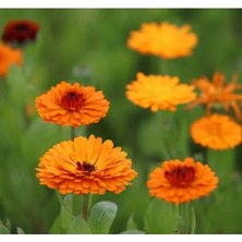 Esranın Dünyası Aynı Sefa Nergis Çiçeği Tohumu - Canlı ve Parlak