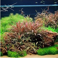 Esranın Dünyası Hygrophila Pinnatifida Saksı - Canlı Bitki