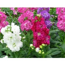 Esranın Dünyası Kokulu Şebboy (+50 Tohum)