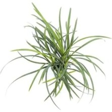 Esranın Dünyası Ophiopogon Pusillus Saksı Canlı Bitki