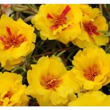 Esranın Dünyası Sarı Kırmızı Ipek Çiçeği F1 Tohumu - 75 Tohum