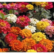 Esranın Dünyası Mini Zinnia Kirli Hanım Çiçeği F1 Tohumu - 10 Tohum