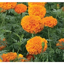 Esranın Dünyası Turuncu Renkli Iri Çiçekli Uzun Boylu Kadife Çiçeği Tohumu - 5 Tohum