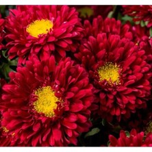 Esranın Dünyası Kırmızı Renkli Uzun Boylu Kesimlik Kasımpatı Çiçeği Tohumu - 5 Tohum