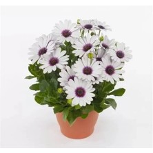 Esranın Dünyası Beyaz Mor Gözlü Bodrum Papatyası - 5 Tohum