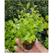 Esranın Dünyası Canlı Lysimachia Nummularia Bitkisi