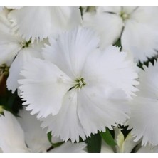 Esranın Dünyası Beyaz Renkli Kokulu Çin Karanfili Tohumu - 8 Adet