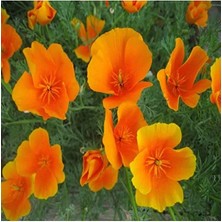 Esranın Dünyası Acem Lalesi Tohumu - 100 Adet