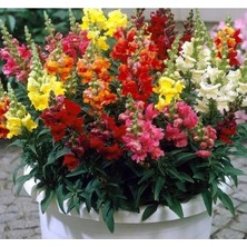 Esranın Dünyası Aslanağzı Tohumu - Karışık Renkli, Uzun Boylu (10 Tohum)