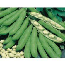 Esranın Dünyası Bakla Tohumu - 10 gr