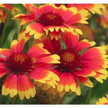 Esranın Dünyası Iri Gayret Çiçeği F1 Tohumu - 50 Adet