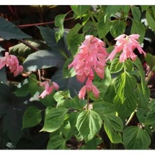 Esranın Dünyası Pembe Renkli Bodur Ateş Çiçeği Tohumu - 15 Tohum