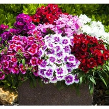 Esranın Dünyası Karışık Renkli Çin Karanfili Tohum Seti - 100 Adet