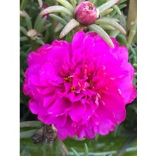 Esranın Dünyası Fuşya Renkli Ipek Çiçeği Tohumu - 40 Adet