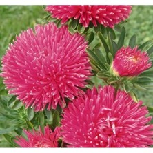 Esranın Dünyası Burgundy Renkli Aster Kasımpatı Tohumu - 20 Adet